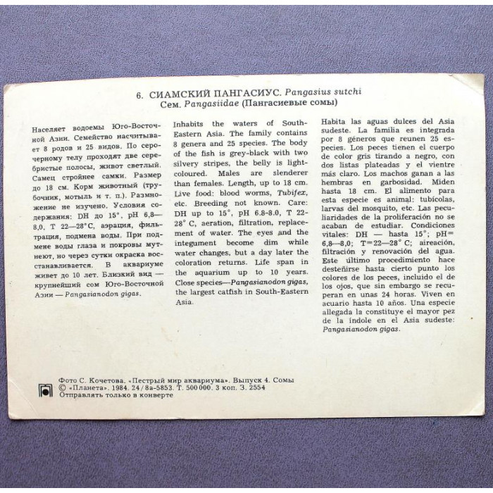 СССР открытка «ПЕСТРЫЙ МИР АКВАРИУМА» СИАМСКИЙ ПАНГАСИУС (Планета, 1984)