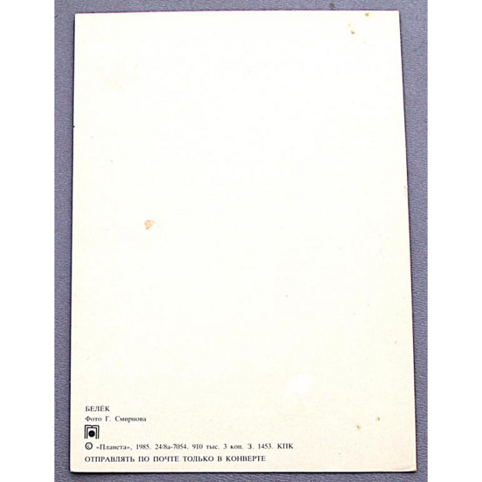 СССР открытка «БЕЛЁК» (Планета, 1985) чистая