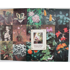 СССР комплект из 15 открыток «КОМНАТНЫЕ РАСТЕНИЯ». Выпуск 2 (Планета, 1986) Полный. Оригинальный