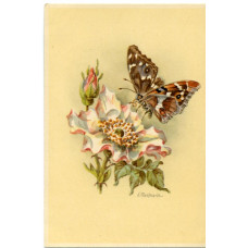 Открытка Бабочка и цветок шиповника