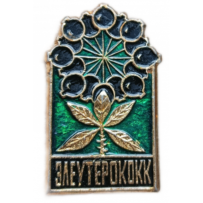 Элеутерококк