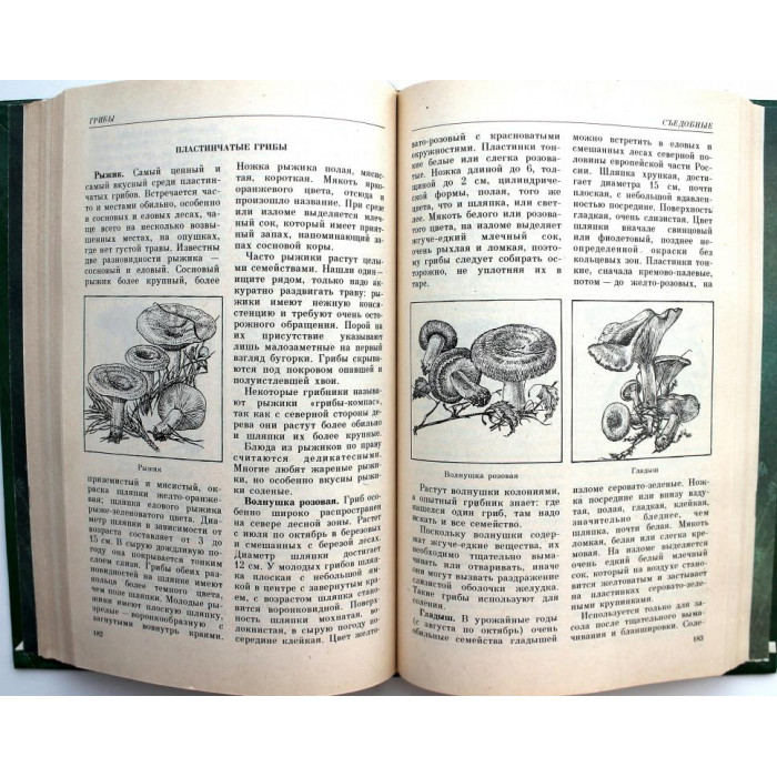 Т. Иванова, Л. Путинцева «ЛЕСНАЯ КЛАДОВАЯ» (Тула, 1993)
