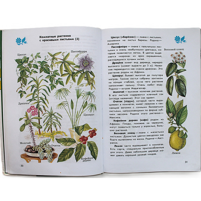 От земли до неба. Атлас-определитель