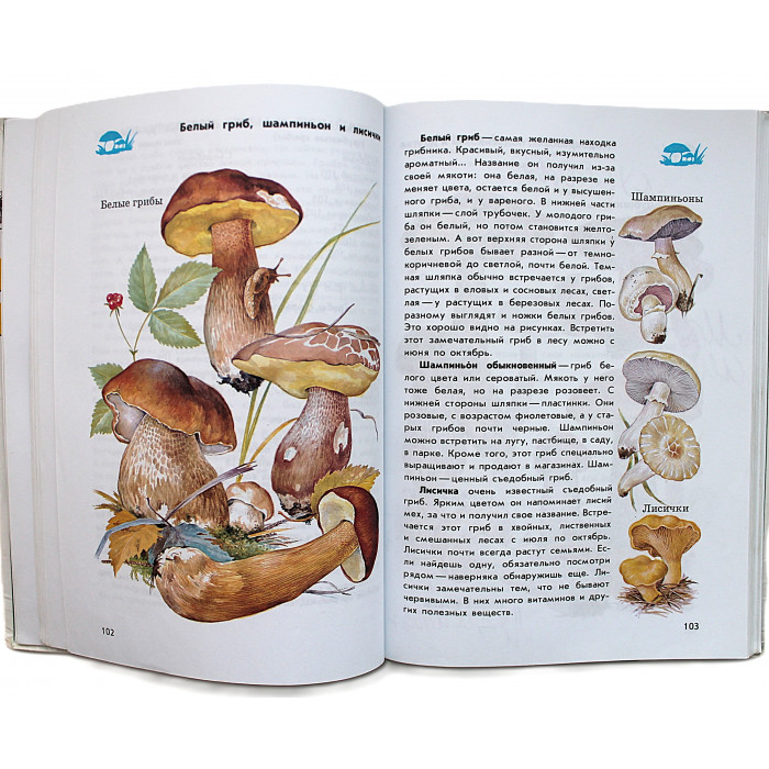 От земли до неба. Атлас-определитель