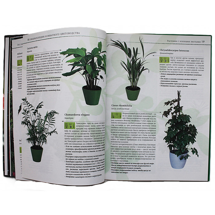 Д. Куртьер - Энциклопедия комнатного цветоводства