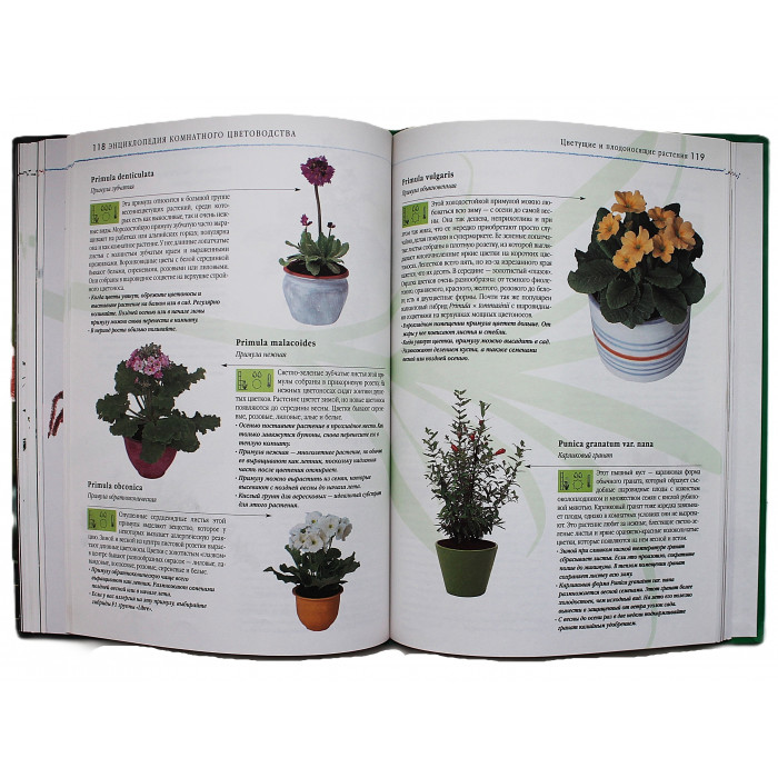 Д. Куртьер - Энциклопедия комнатного цветоводства