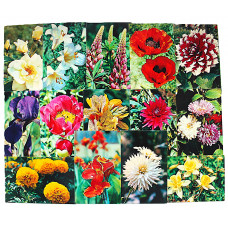 СССР комплект из 15 открыток «ЦВЕТЫ САДОВЫЕ» (Планета, 1972). Чистые. Посткроссинг