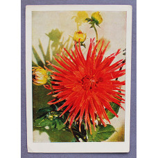 Германия (Берлин) почтовая открытка «ГЕОРГИН». Чистая