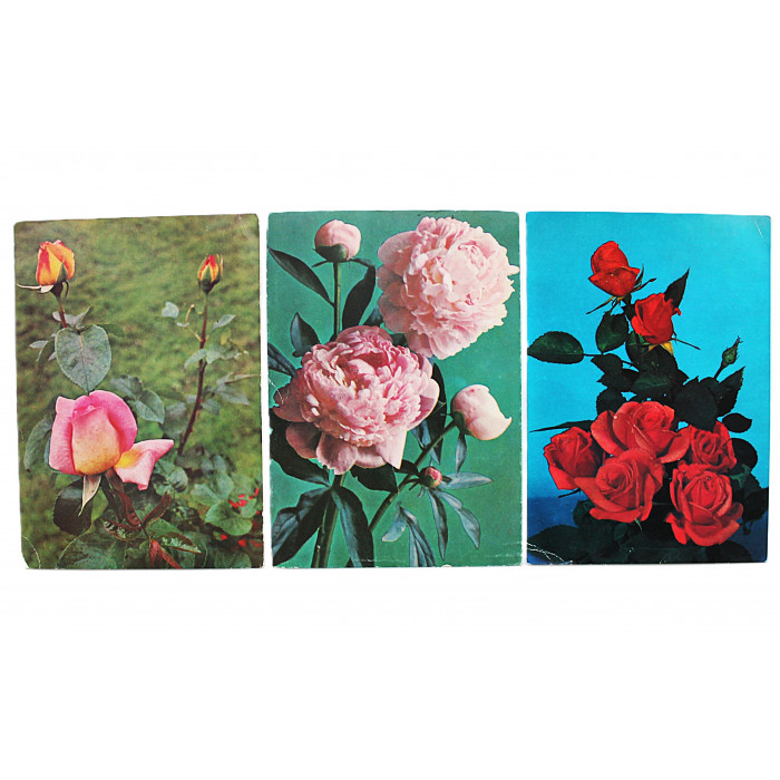 СССР комплект из 3 почтовых открыток «ЦВЕТЫ». Пионы. Розы. Чистые. (Тужиков. Костенко. Папикьян)