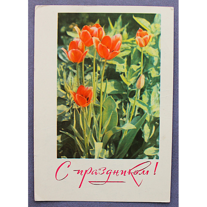 СССР почтовая открытка «С ПРАЗДНИКОМ!». Тюльпаны (Мин связи, 1968) Кропивницкий (подпис)
