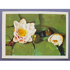 СССР почтовая открытка "Белая кувшинка" (Мин транс, 1966) Смоляков (подписана)