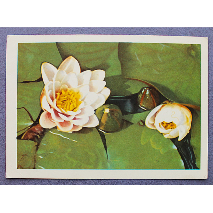 СССР почтовая открытка "Белая кувшинка" (Мин транс, 1966) Смоляков (подписана)