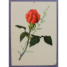 СССР почтовая открытка "РОЗА" (Связьиздат, 1959) подписана