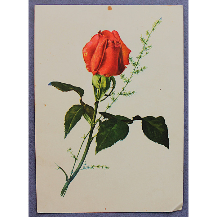 СССР почтовая открытка "РОЗА" (Связьиздат, 1959) подписана