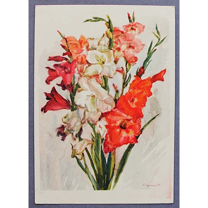 СССР почтовая открытка "ГЛАДИОЛУСЫ" (Художник РСФСР, 1961) Чарнецкая (подписана)