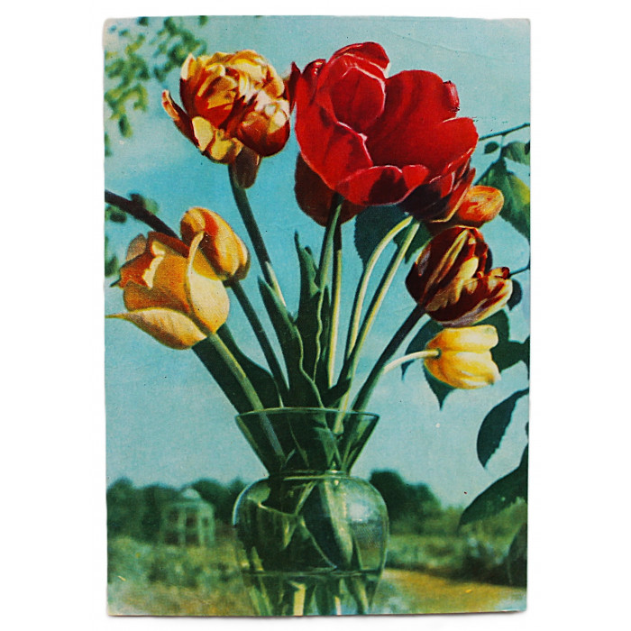 СССР почтовая открытка "ТЮЛЬПАНЫ" (Мин связи, 1962) Ананьина (подписана)