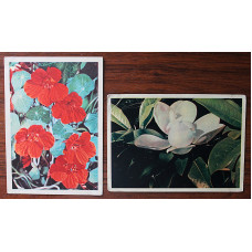 СССР пара открыток "ЦВЕТЫ". Магнолия (Правда, 1957). Настурция (Мин связи, 1963) Гайлитис (подписаны)