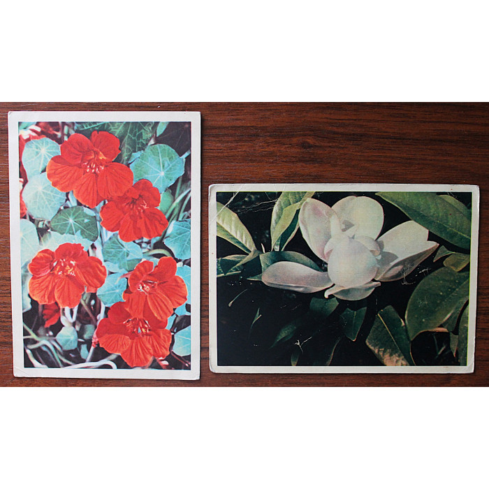 СССР пара открыток "ЦВЕТЫ". Магнолия (Правда, 1957). Настурция (Мин связи, 1963) Гайлитис (подписаны)