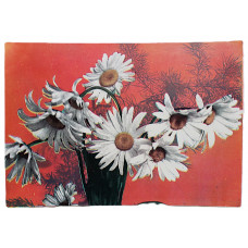 БОЛГАРИЯ открытка "Букет ромашек" (София, 1970-е годы) Подписана