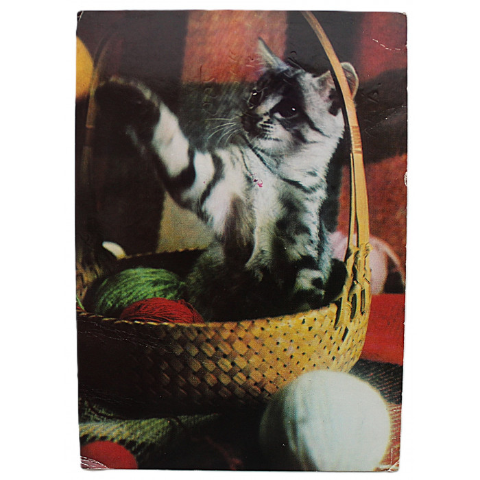 БОЛГАРИЯ открытка "Котенок в корзине" (1973 год) Подписана