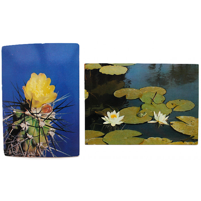 СССР пара почтовых открыток "ЦВЕТЫ". Кувшинка белая. Кактус (Мин связи, 1975-1985) Чистые