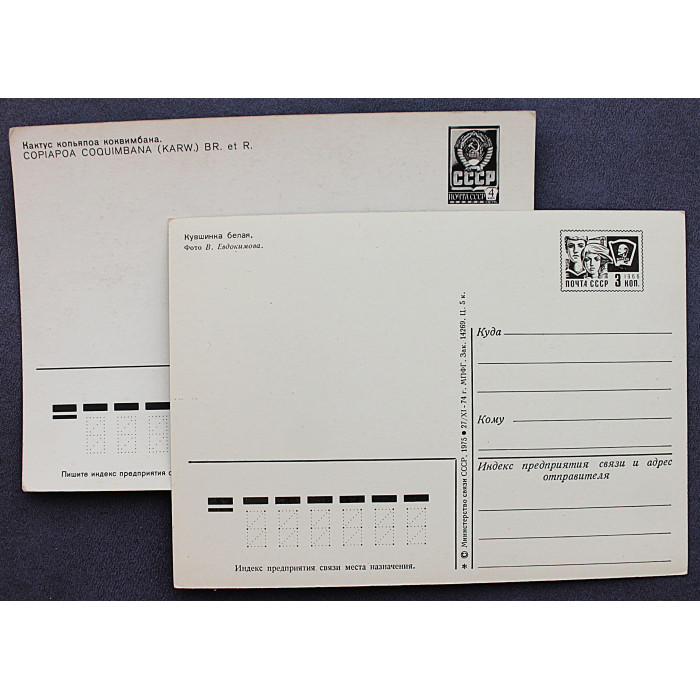 СССР пара почтовых открыток "ЦВЕТЫ". Кувшинка белая. Кактус (Мин связи, 1975-1985) Чистые