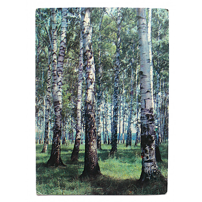 СССР почтовая открытка "Березовая роща". Давыдов (1981 год) Чистая